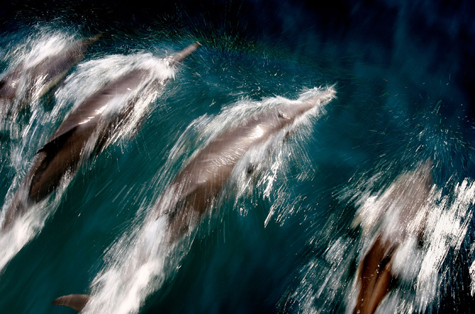 dolphin