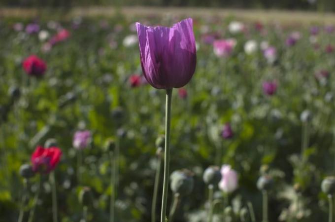 Poppy Cultivation More Than Doubled In Badakhshan