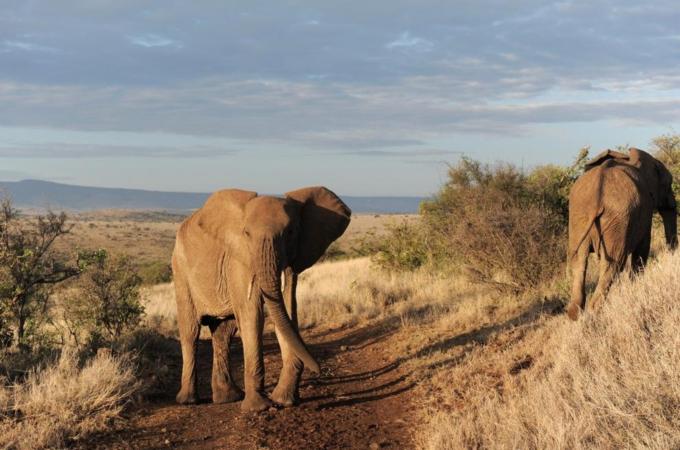 Elephants walk in the early morning hour