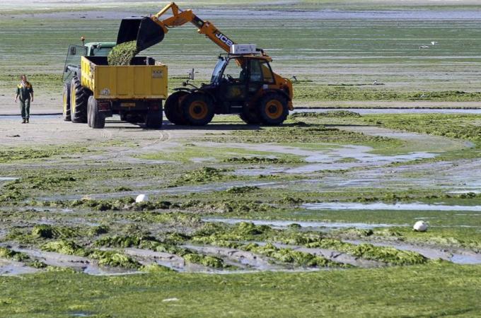 Masses of seaweed are cleared away along the French coastline at Saint Michel-en-Greve, Northern Brittany