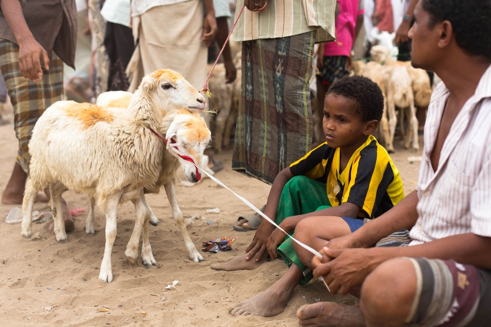 Yemen: Arabia''s Wildlife Hypermarket