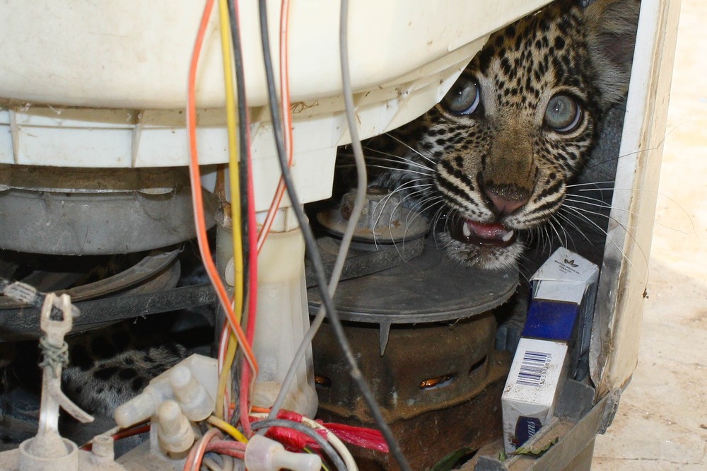 Yemen: Arabia''s Wildlife Hypermarket