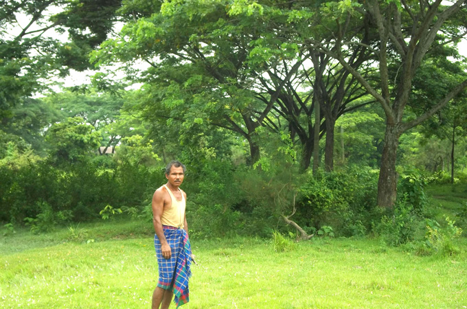 Payeng's many trees are a lush forest home to wild elephants, tigers, rhinos and deer [Amarjyoti Borah]