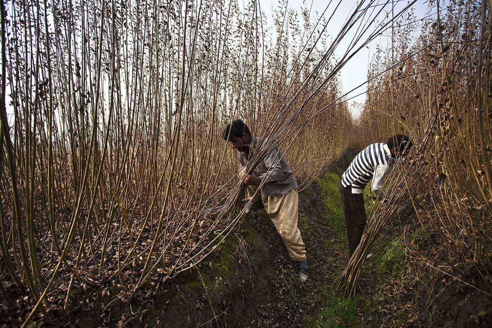 Kashmiri men harvest wicker sticks used in making kangris on the outskirts of Srinagar in Indian-administered Kashmir. The kangri is a traditional fire-pot used by people to keep them warm during harsh winters.