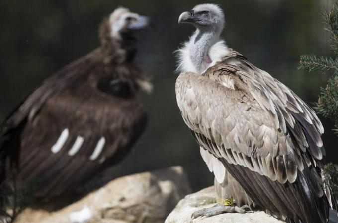 Vultures play an important ecological role by scavenging the bodies of dead animals [EPA]