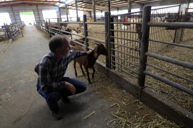 The EU has banned animal products coming out of illegal Israeli settlements in Palestine [Reuters]
