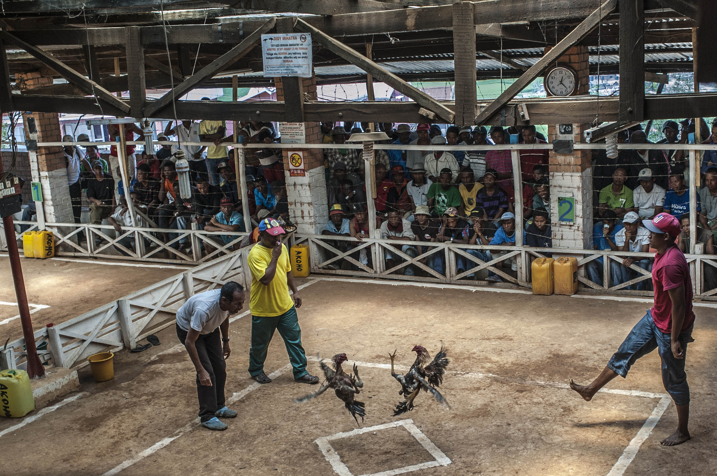 cockfighting in Madagascar/ DO NOT USE/ RESTRICTED