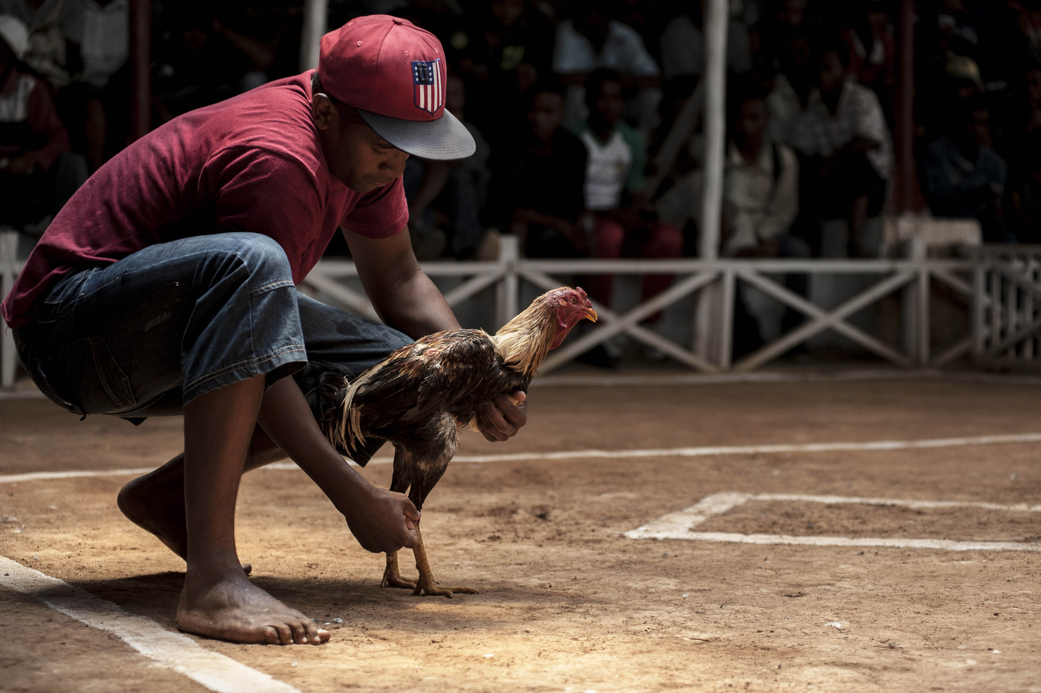 cockfighting in Madagascar/ DO NOT USE/ RESTRICTED