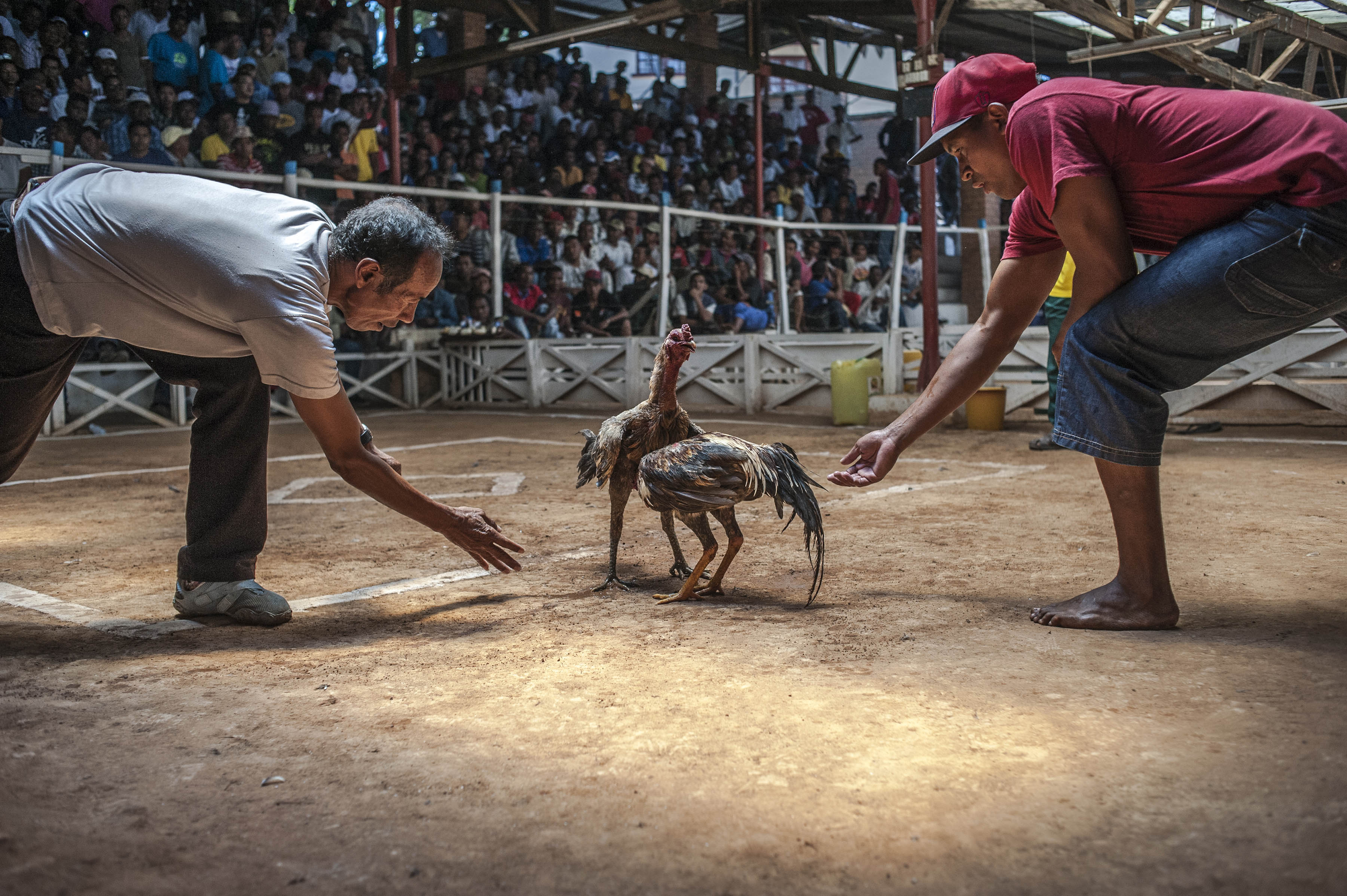 cockfighting in Madagascar/ DO NOT USE/ RESTRICTED