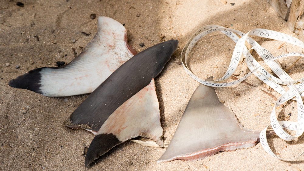 The popularity of shark fins has contributed to the depletion of the species [Garth Cripps/Al Jazeera]