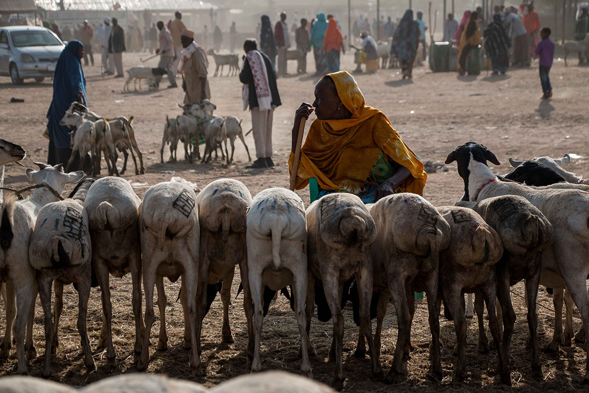 ON THE HOOF - SOMALILAND