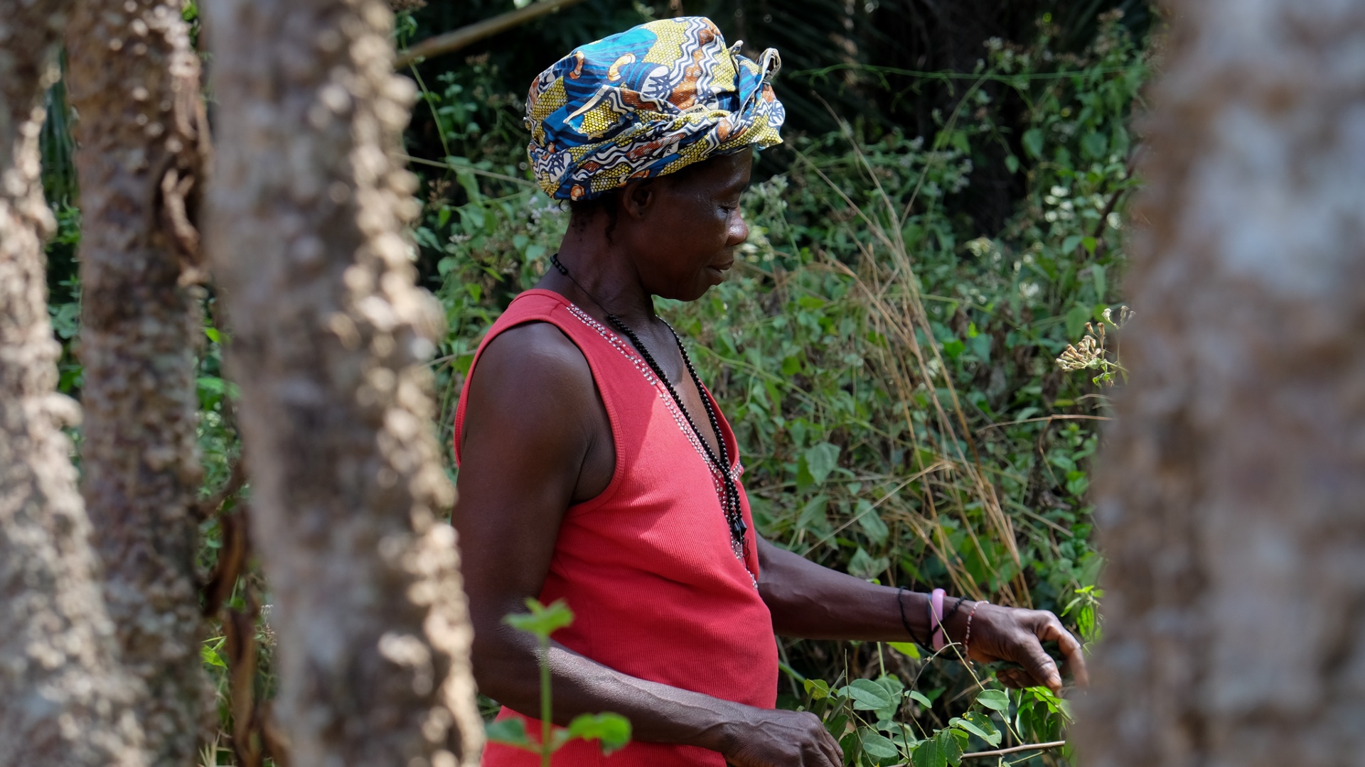 Feature - Sierra Leone traditional healers