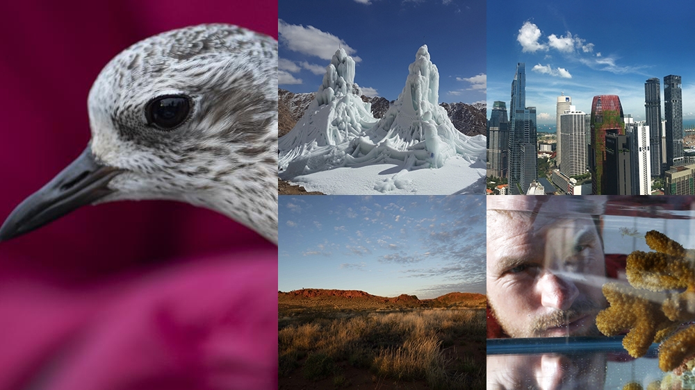World Environment Day composite