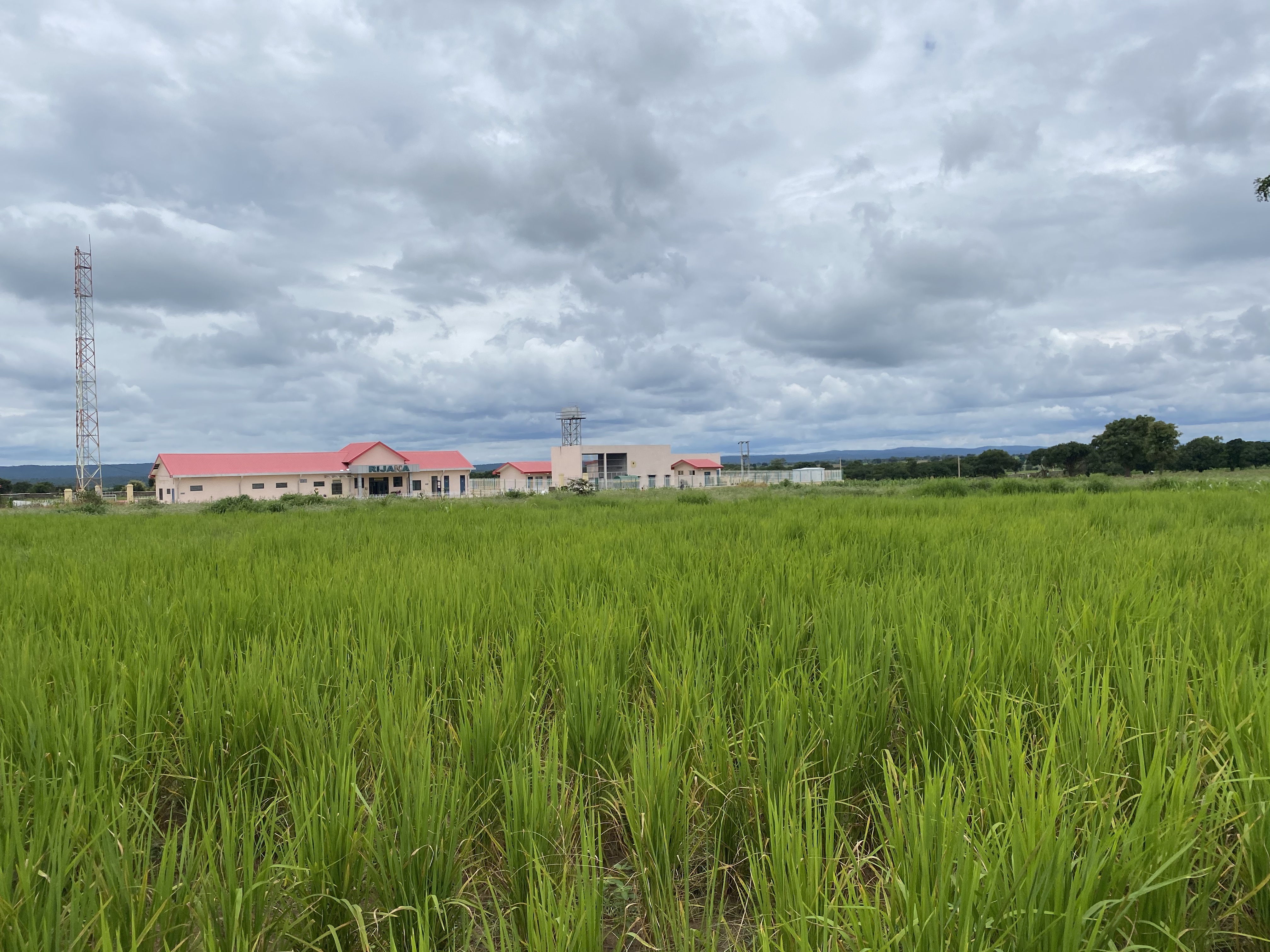 Rijana station is surrounded by lush farmland. It is a 15-minute walk through the farmland to Rijana town