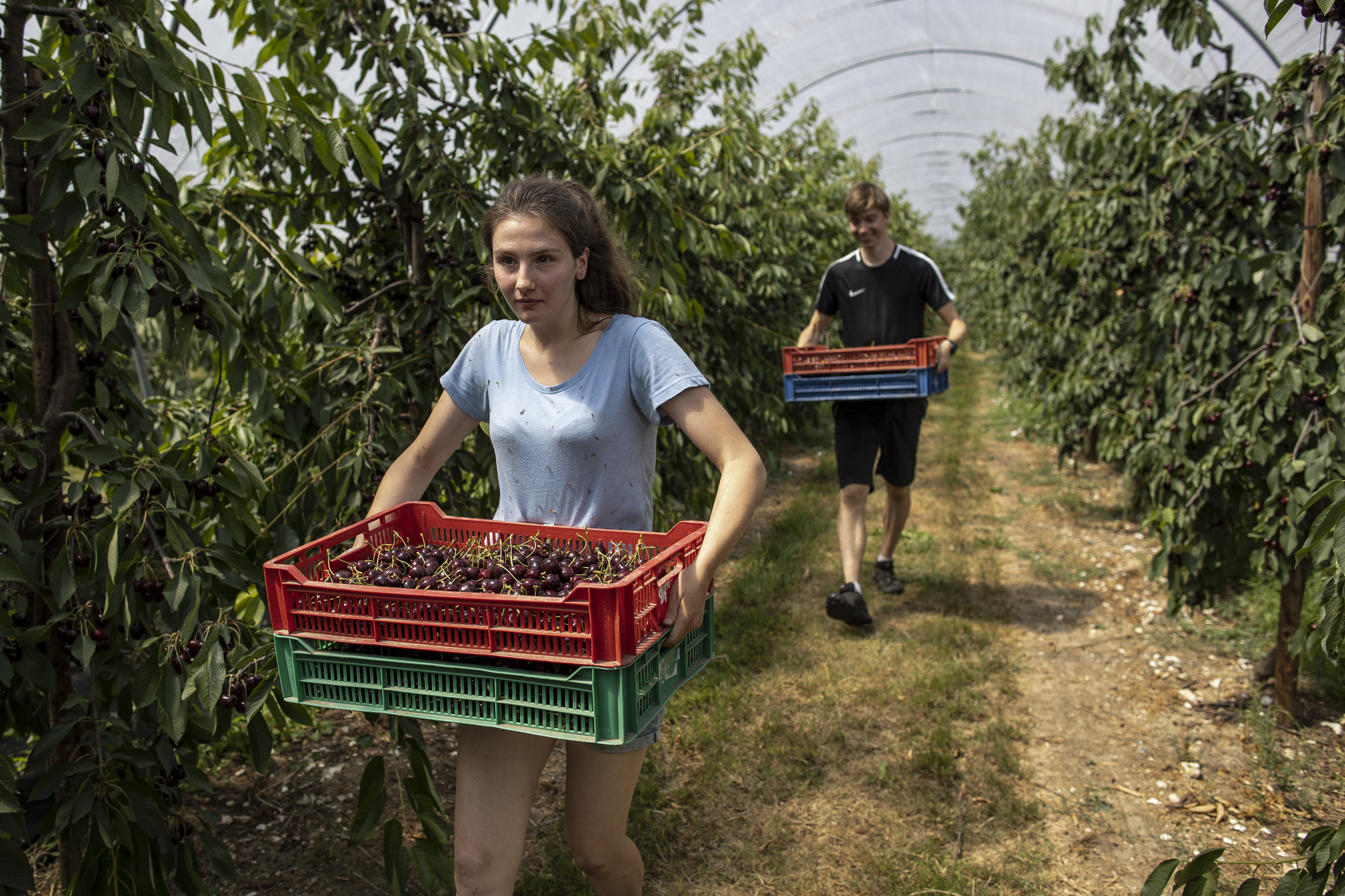 Seasonal worker Verity Greenaway, front, and Callum Pearman, both students studying at Durham University, pick Cherries during the annual harvest at New House Farm on July 17, 2020 in Canterbury, England. Many British ‘pickers’ have sought out work in the sector this year, due to the lack of European workers being able to come to the UK because of the COVID-19 pandemic