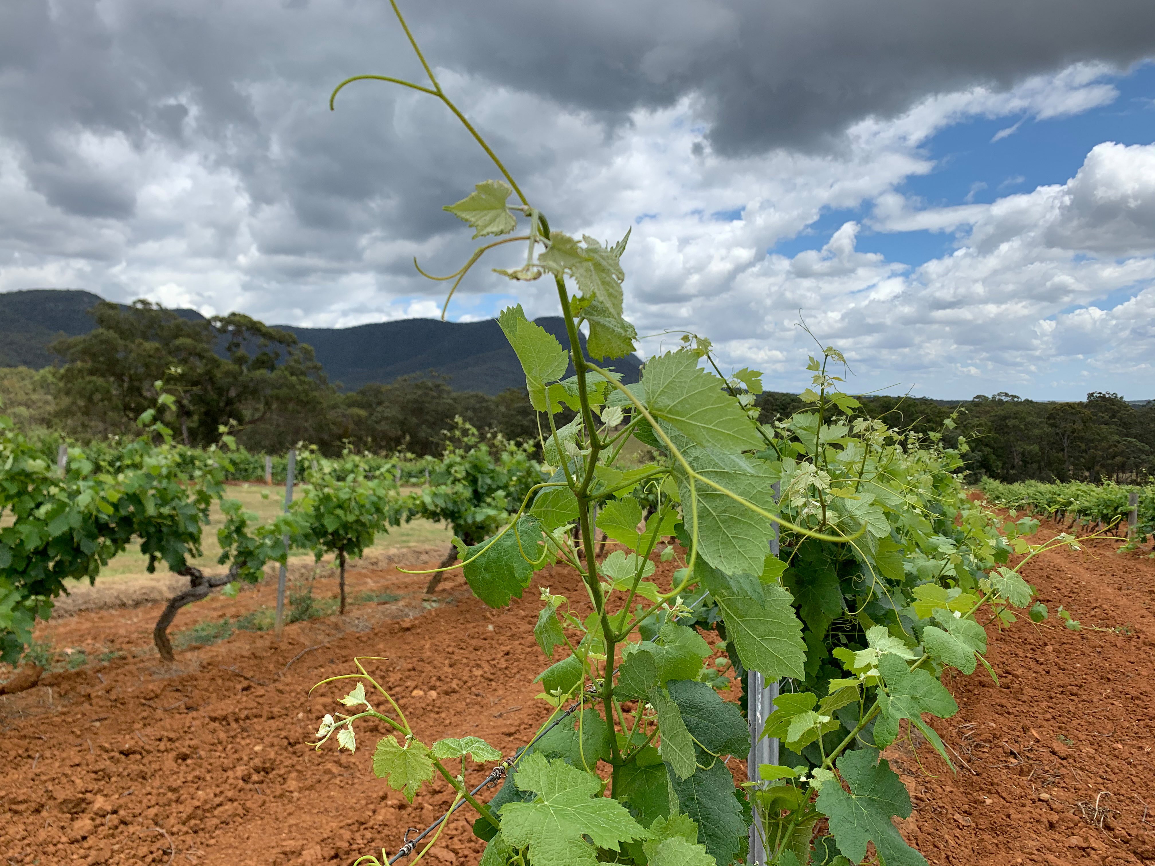 China has been guzzling ever-larger quantities of Australian wine in recent years but the party may be coming to an end [File: Stefica Nicol Bikes/Reuters]