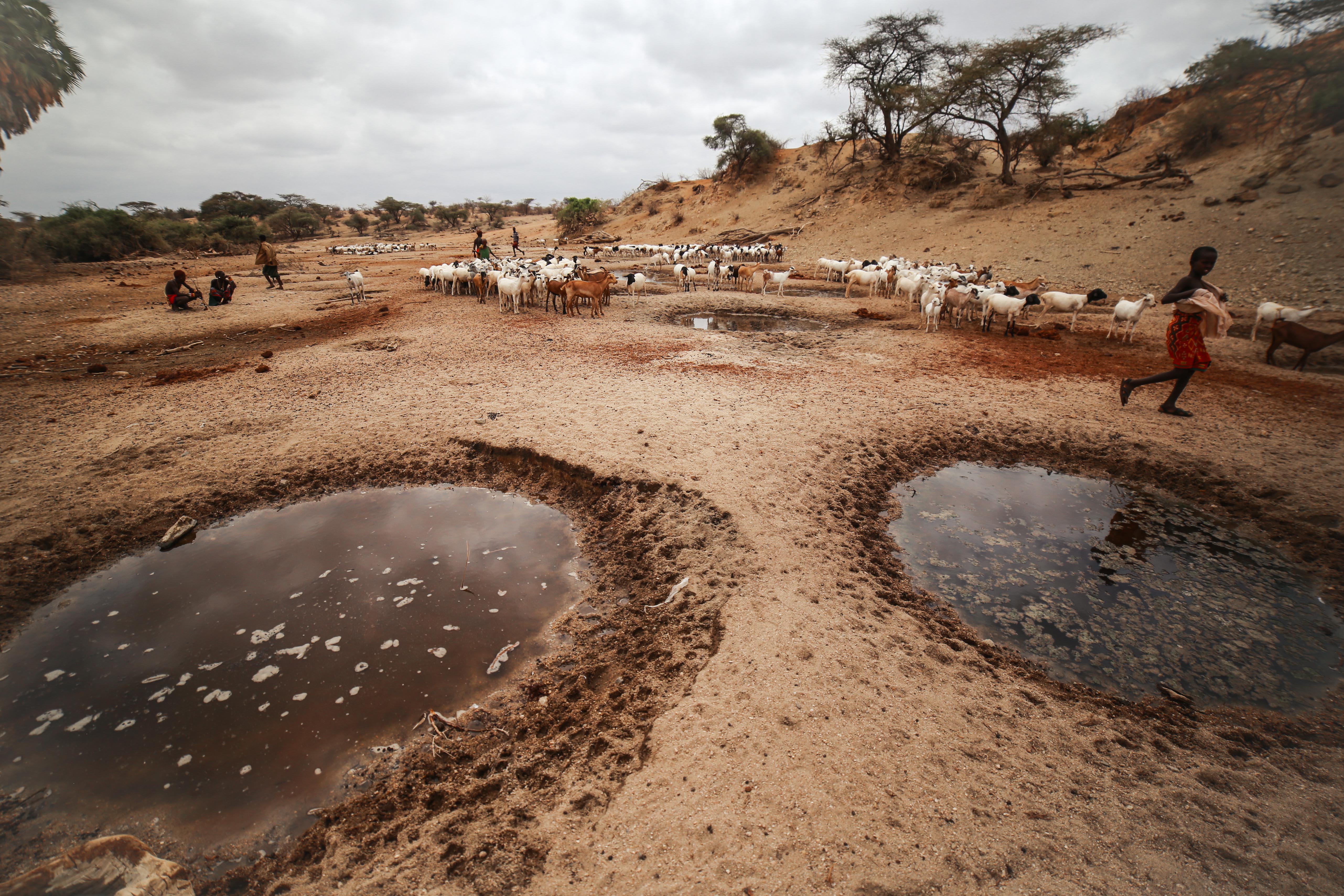 Two small watering holes are drying up as animals and herders wander around