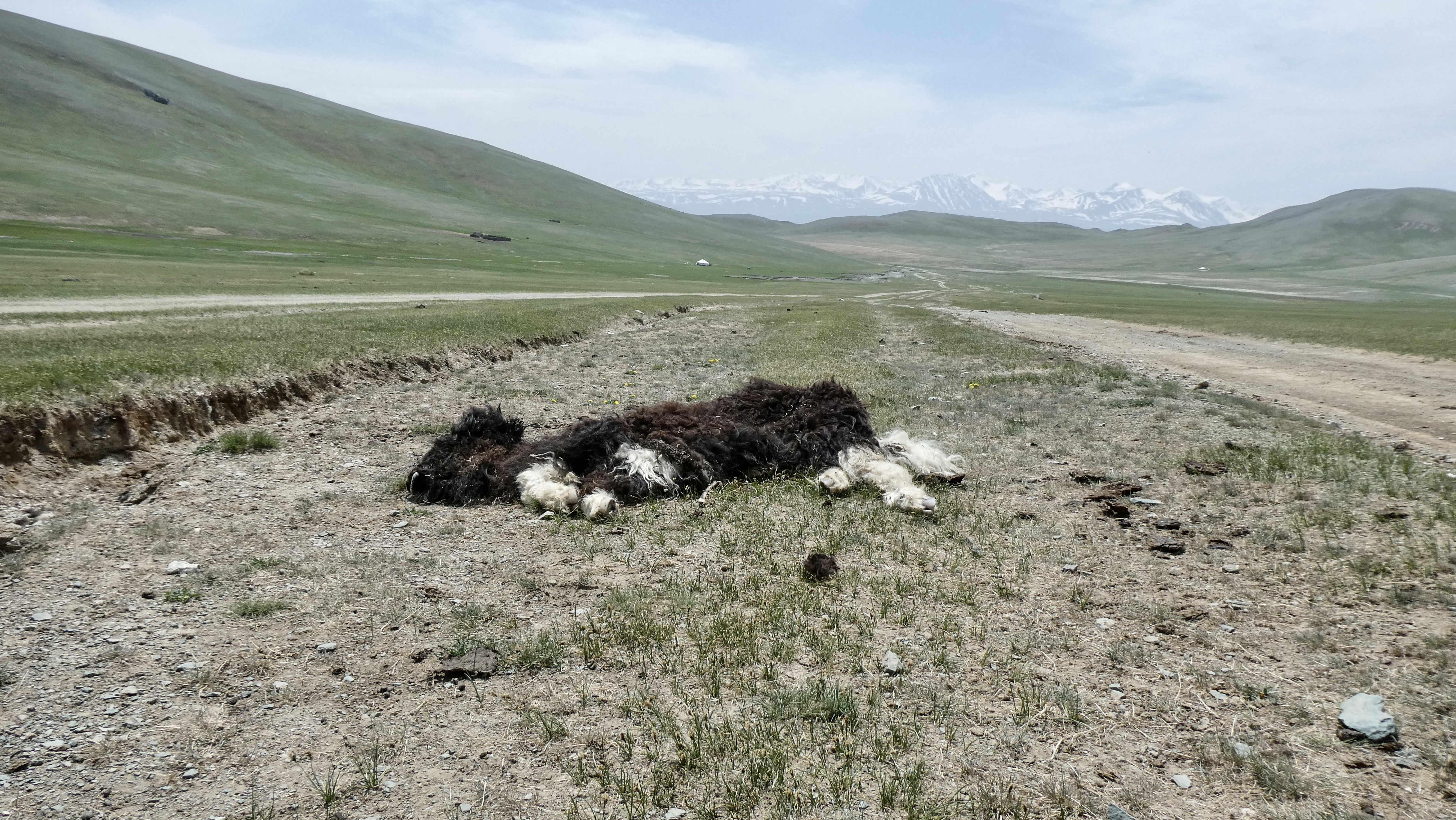 Mongolia’s brutal winters