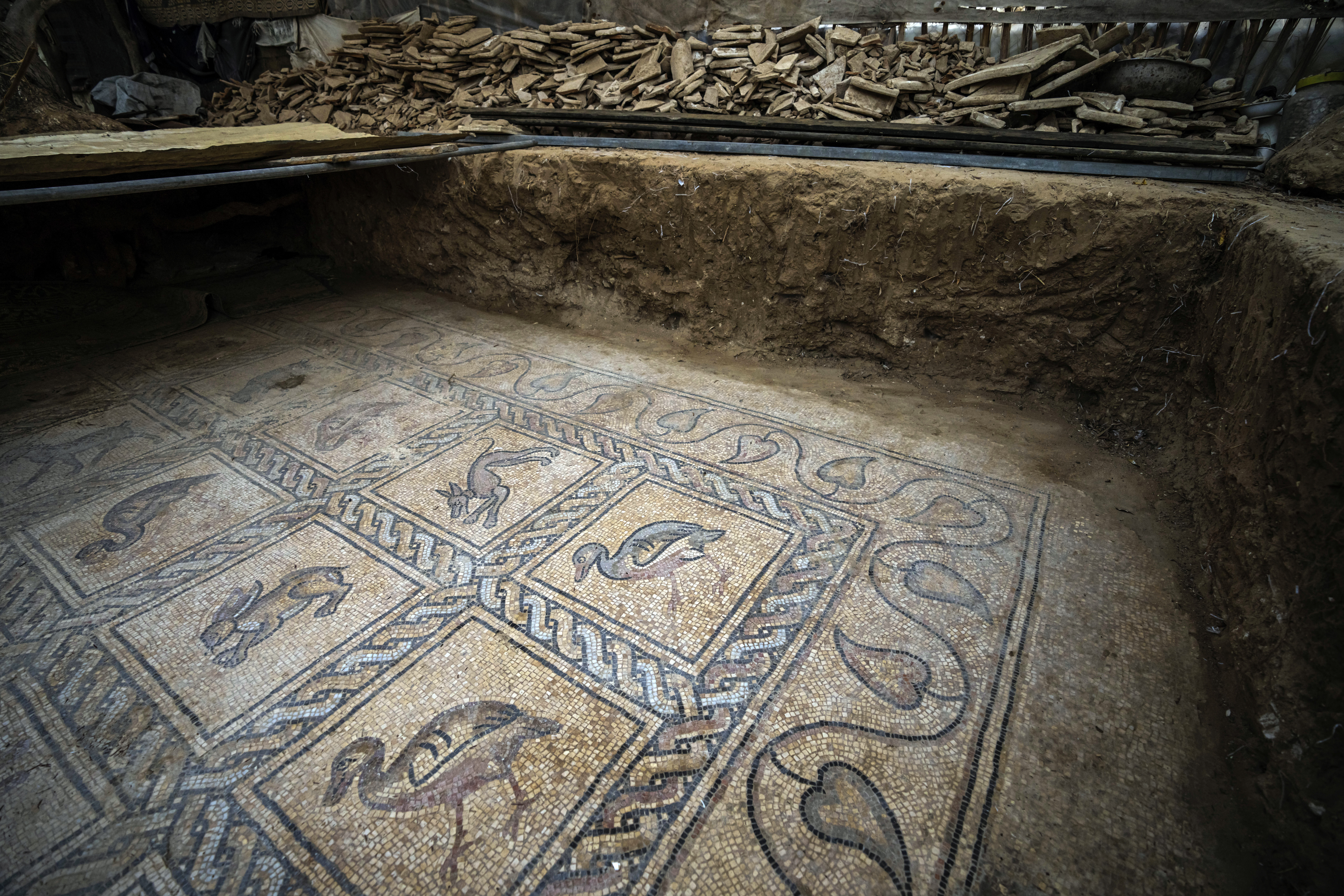 Details of parts of a Byzantine-era mosaic floor are uncovered by a Palestinian farmer in Bureij in central Gaza Strip, Sept. 5, 2022. The man says he stumbled upon it while planting an olive tree last spring and quietly excavated it over several months with his son. Experts say the discovery of the mosaic — which includes 17 well-preserved images of animals and birds — is one of Gaza's greatest archaeological treasures. They say it's drawing attention to the need to protect Gaza's antiquities, which are threatened by a lack of resources and the constant threat of fighting with Israel. (AP Photo/Fatima Shbair)