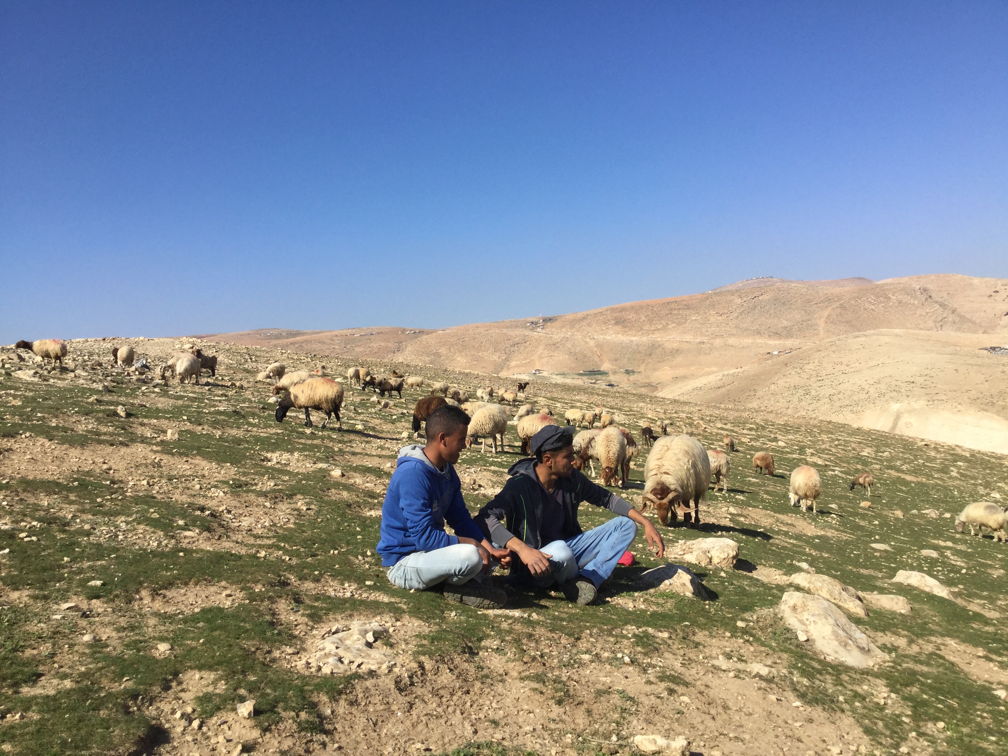 Two young Palestinian Bedouins herding sheep