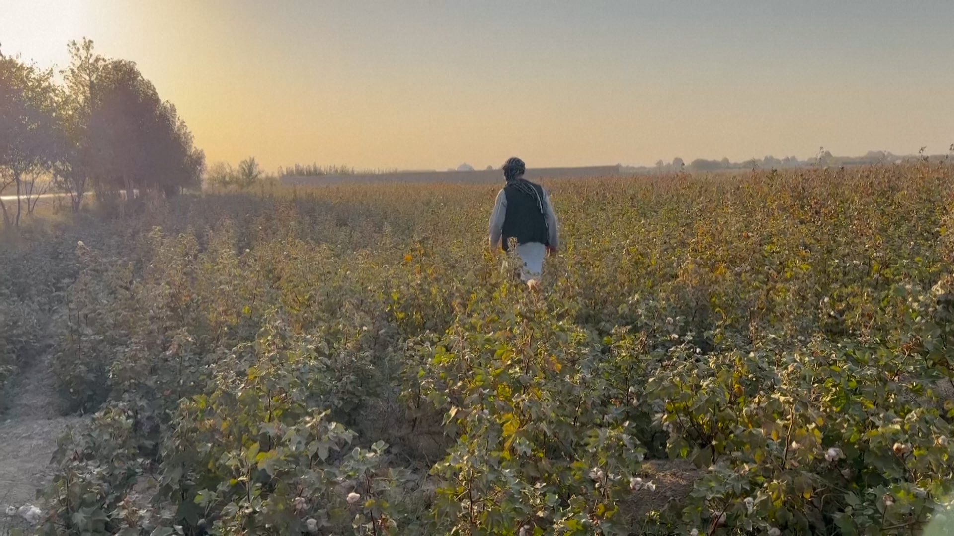 Farmer in Afghanistan cultivating cotton.